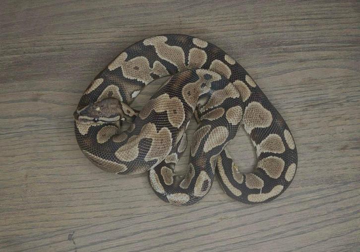 1.1 ball python Gravel het DG Ball Python - female for sale from shirley sterckx