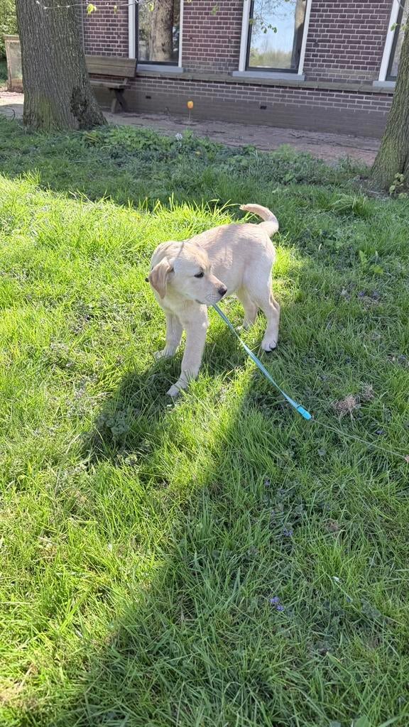 Laatste Labrador pup reutje, 8 tot 15 weken, Labrador retriever, Parvo, Meerdere