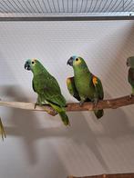Koppel blauwvoorhoofd amazone's 2., Dieren en Toebehoren, Meerdere dieren, Parkiet, Geringd