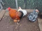 Trio van coshin kippen, Dieren en Toebehoren, Pluimvee, Meerdere dieren, Kip