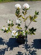 Rhododendron Cunningham white, Tuin en Terras, Planten | Tuinplanten, Vaste plant, Halfschaduw, Lente, Ophalen