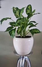 Mooie gezonde Diefenbachia met sierpot, Ophalen, Overige soorten, Halfschaduw, In pot