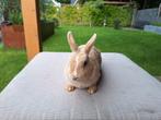 Dwergkonijnen te koop (10 weken), Dieren en Toebehoren, Konijnen, Meerdere dieren