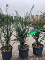 Goedkope Taxus haag, NU € 3,95 p.st. 45-55 cm hoog, Ophalen, Taxus, Haag, Minder dan 100 cm