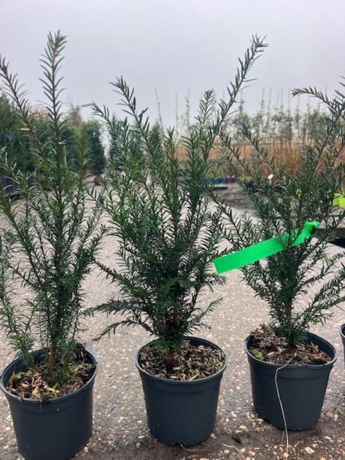 Goedkope Taxus haag, NU € 3,95 p.st. 45-55 cm hoog, Tuin en Terras, Planten | Struiken en Hagen, Haag, Taxus, Minder dan 100 cm