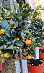 Citrus calmondin met veel kleurende vruchten., Zomer, Overige soorten, Ophalen, Volle zon