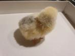 Kuikens Cochin kriel, Dieren en Toebehoren, Pluimvee, Vrouwelijk, Kip