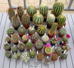 cactus - groot assortiment - veel keuze - faire prijzen, Ophalen of Verzenden, Cactus, Volle zon, Minder dan 100 cm