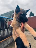 Mechelse herder pups, Meerdere, Meerdere dieren, Herder, Nederland