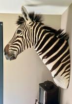 Zebra opgezet uniek exemplaar, Verzamelen, Dierenverzamelingen, Ophalen of Verzenden, Zo goed als nieuw, Opgezet dier