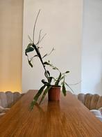 Ramulosa Red Coral - Bijzondere kamerplant!, Huis en Inrichting, Kamerplanten, Ophalen, Halfschaduw, Cactus, Minder dan 100 cm