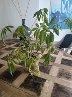 Gratis plant excl pot, Huis en Inrichting, Kamerplanten, Ophalen of Verzenden, Halfschaduw, Minder dan 100 cm