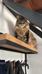 Prachtige Maine Coone Beau - Vrouwtje 3 jaar - herplaatser, Dieren en Toebehoren, Poes, Met stamboom