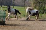 merrie half tinker half fries, Minder dan 160 cm, 3 tot 6 jaar, Onbeleerd, Merrie