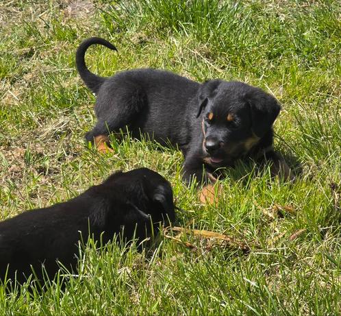 Super mooie boeren Rottweiler pups, Dieren en Toebehoren, Honden | Bulldogs, Pinschers en Molossers, Meerdere dieren, Rottweiler