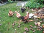 3 zijdehoen krielen 2x hen,wit en bruin,haan antracietbruin, Dieren en Toebehoren, Pluimvee, Meerdere dieren, Kip