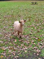 Twee liefe dwerg geitjes, Vrouwelijk, Geit