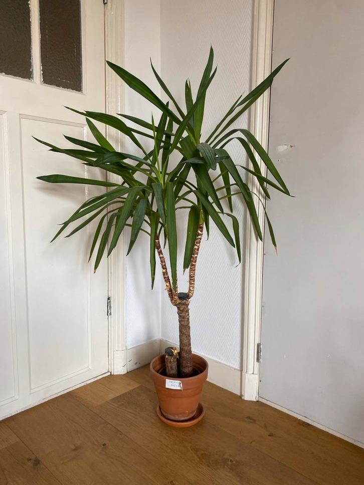 Twee mooie kamerpalmen met potten!, Huis en Inrichting, Kamerplanten, Palm, 100 tot 150 cm, Groene kamerplant, Halfschaduw, In pot