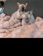 2 sphynx katers, Dieren en Toebehoren, Katten en Kittens | Raskatten | Korthaar, Kater, Gechipt, 3 tot 5 jaar