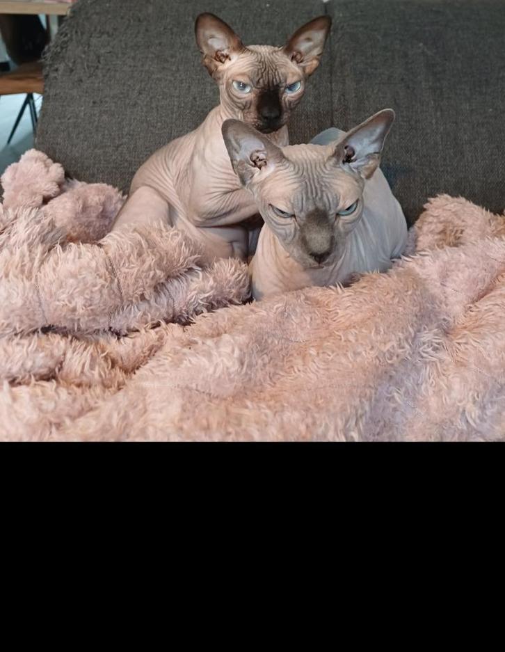 2 sphynx katers, Dieren en Toebehoren, Katten en Kittens | Raskatten | Korthaar, Kater, 3 tot 5 jaar, Met stamboom, Gechipt