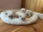 Ragdoll kittens te koop, Meerdere dieren, Langharig, 0 tot 2 jaar