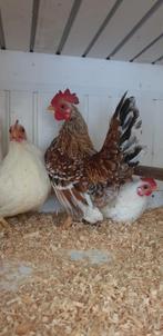 Mooi Trio Serena krieltjes beginnen te leggen, Dieren en Toebehoren, Pluimvee, Meerdere dieren, Kip