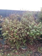 Struik, Tuin en Terras, Ophalen, Overige soorten