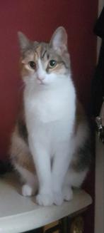 Lieve europees korthaar 3 jr, Dieren en Toebehoren, Katten en Kittens | Overige Katten, Poes, Kortharig, 3 tot 5 jaar