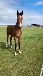 Chique Gelders merrieveulen, Dieren en Toebehoren, Paarden, Merrie, Springpaard, 0 tot 2 jaar