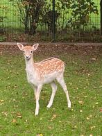 Damherten, Juni, Meerdere dieren