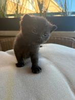 Zwart poesje te koop!, Dieren en Toebehoren, Katten en Kittens | Raskatten | Korthaar, Poes, Ontwormd