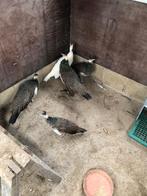 Pauwen jong, Dieren en Toebehoren, Meerdere dieren, Overige soorten