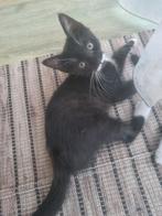 Zwart/wit kittens