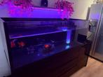 HQ ORANDA INC BAK, Dieren en Toebehoren, Vissen | Aquariumvissen, Vis