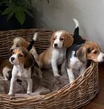 Zeer bjzondere BEAGLE x KOOIKER pups, Dieren en Toebehoren, Nederland, CDV (hondenziekte), 8 tot 15 weken, Meerdere