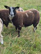 Bonte ooi, Dieren en Toebehoren, Schapen, Geiten en Varkens, Vrouwelijk, Schaap, 0 tot 2 jaar