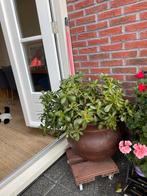 Geldboom Crassula, Huis en Inrichting, Kamerplanten, Ophalen, Vetplant, Volledige schaduw, Minder dan 100 cm