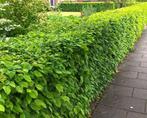 Carpinus Betulus haagplanten, Tuin en Terras, Planten | Bomen, Ophalen of Verzenden, Halfschaduw, Overige soorten, 100 tot 250 cm