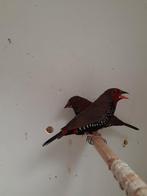 Emblema picta, Dieren en Toebehoren, Meerdere dieren, Geringd