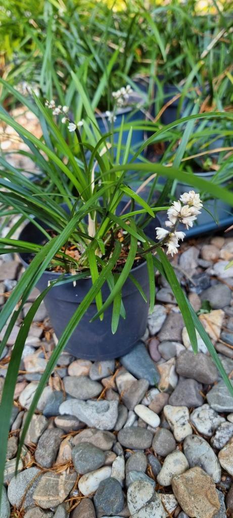 Engels siergras, dikblad, Tuin en Terras, Planten | Tuinplanten, Vaste plant, Siergrassen, Volle zon, Zomer, Ophalen