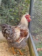 Wyandotte groothoender haan., Dieren en Toebehoren, Mannelijk, Kip