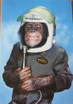 aap verkleed als astronaut - nieuwe ansichtkaart, Verzenden, 1980 tot heden, Ongelopen, Wild dier