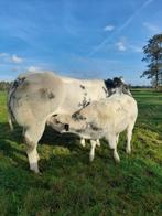 Runderen Belgisch Witblauw, Dieren en Toebehoren, Vrouwelijk, 3 tot 6 jaar