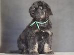 Zwarte Russische terriërpuppy's in black-and-tan kleur, Particulier, Rabiës (hondsdolheid), Overige rassen, 8 tot 15 weken