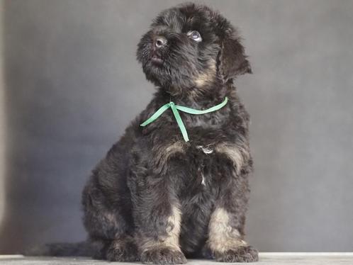 Zwarte Russische terriërpuppy's in black-and-tan kleur, Dieren en Toebehoren, Honden | Jack Russells en Terriërs, Meerdere dieren