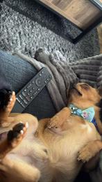 Dekreu chihuahua, Dieren en Toebehoren, Ophalen