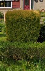 Gratis op te halen, Tuin en Terras, Ophalen, Overige soorten, Minder dan 100 cm