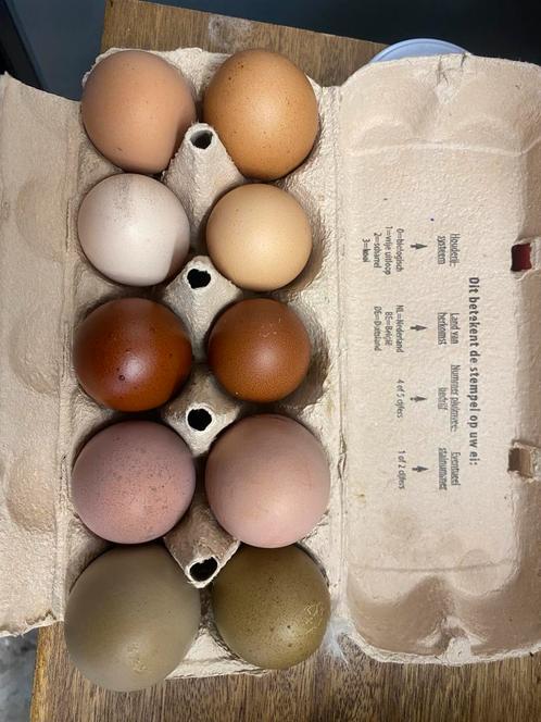 Broedeieren kleurleggers, Dieren en Toebehoren, Pluimvee | Toebehoren, Zo goed als nieuw, Overige typen, Ophalen of Verzenden