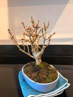 Fraaie Shohin Forsythia Bonsai, Tuin en Terras, Planten | Tuinplanten, Overige soorten, Volle zon, Vaste plant, Ophalen of Verzenden