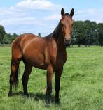 2-jarige hengst van Expresssion x Scandic, Dieren en Toebehoren, Gechipt, Dressuurpaard, 0 tot 2 jaar, Hengst
